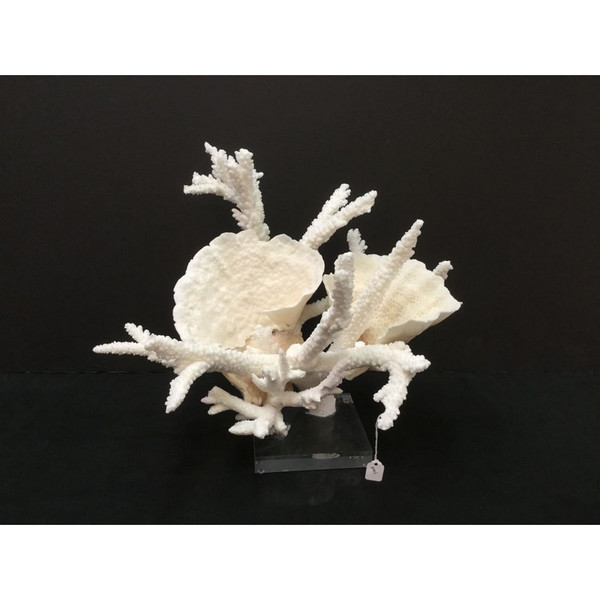 Branch Cup Combo Coral Creation On Acrylic Base 8075-CRTA