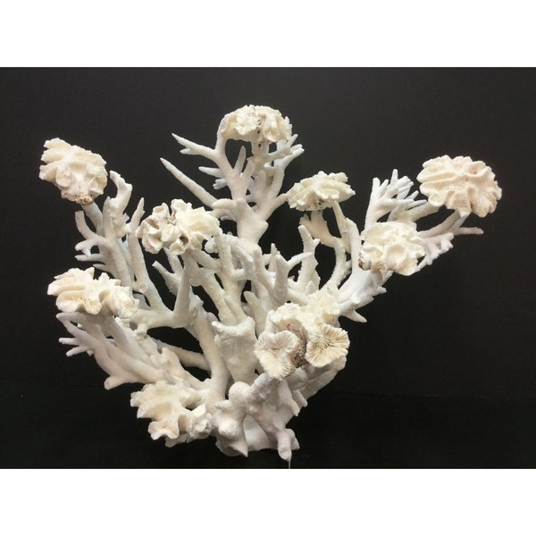 Brain Reef Coral Creation On Acrylic Base 8075-CRTB By Legend Of Asia