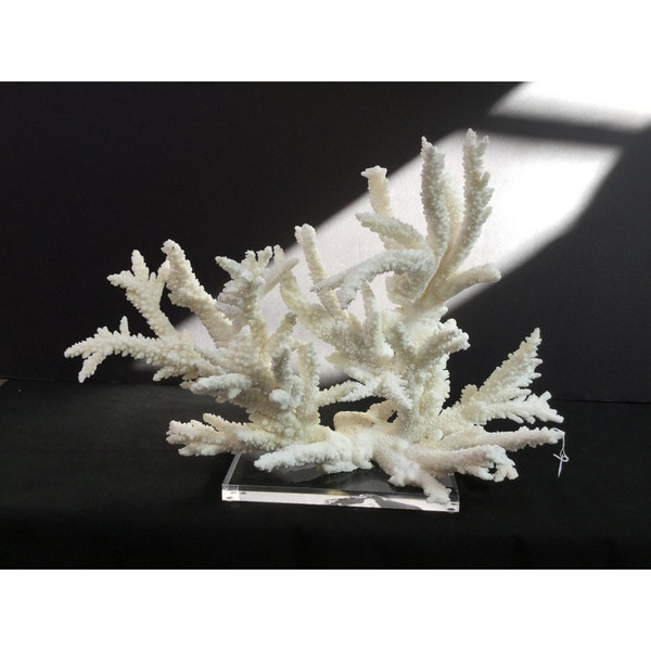 Branch Coral 24 On Acrylic Base 8075-XL2 By Legend Of Asia
