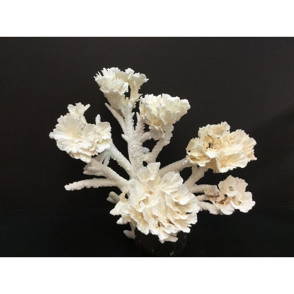 Poca Coral Creation On Acrylic Base 8094-CRT By Legend Of Asia