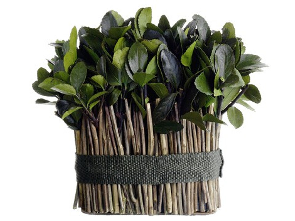 8" Preserved Tea Leaf Standing Twig Bundle With Display Box Green (Pack Of 6) APS200-GR By Silk Flower