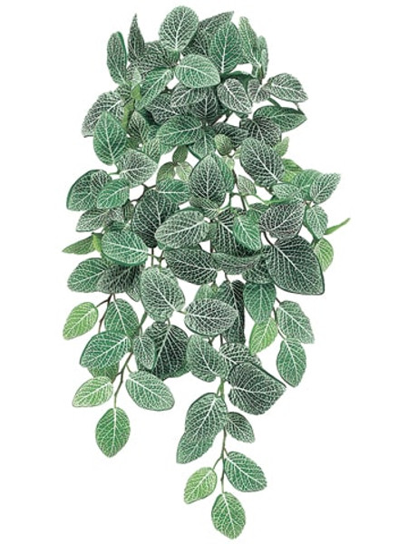 22" Fittonia Hanging Bush X10 W/128 Leaves Green White (Pack Of 6) PBH502-GR/WH By Silk Flower