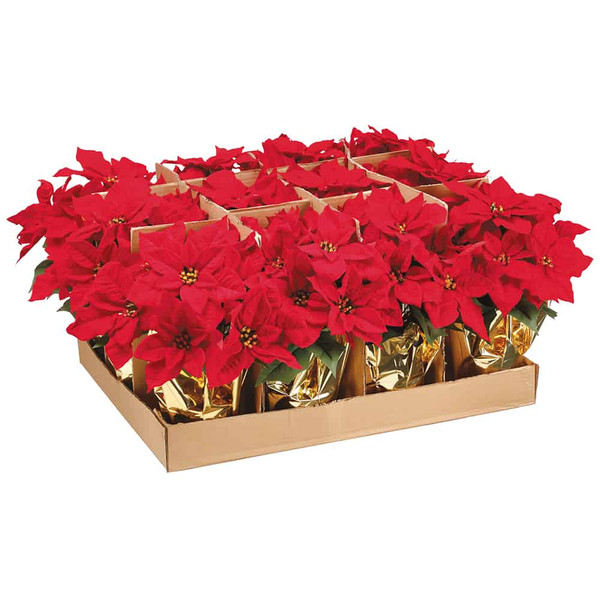 15" Poinsettia Bush In Pot W/Gold Wrapped Paper W/Ready To Display Case (12 Ea/Asst) R (Pack Of 12) XL1350-RE By Silk Flower