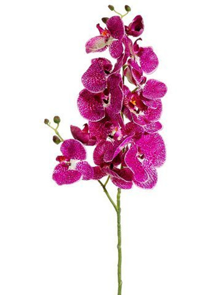 34" Phalaenopsis Orchid Spray Orchid Cream 12 Pieces FSO124-OC/CR