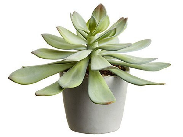 8" Soft Aeonium In Cement Pot Green Gray 4 Pieces LQS034-GR/GY