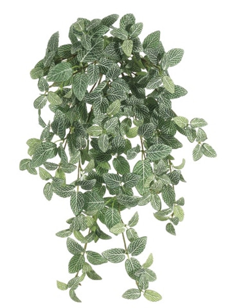 20" Mini Fittonia Hanging Bush X15 W/267 Leaves Green White 6 Pieces PBH663-GR/WH