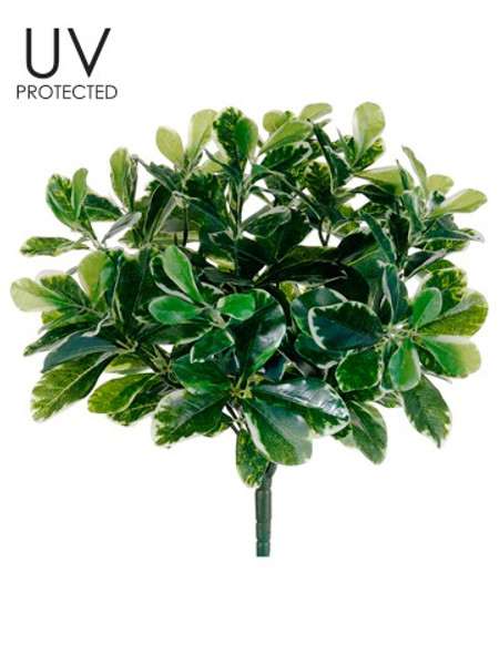 16.5" Uv Outdoor Baby Schefflera Bush Green 12 Pieces PBO105-GR