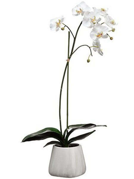 30" Phalaenopsis Plant In Terra Cotta Pot White WF1807-WH
