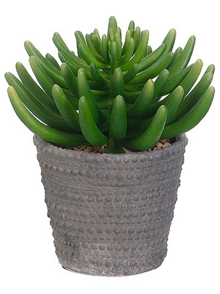 9"H X 9"W X 9"L Aeonium In Cement Pot Green WP8144-GR