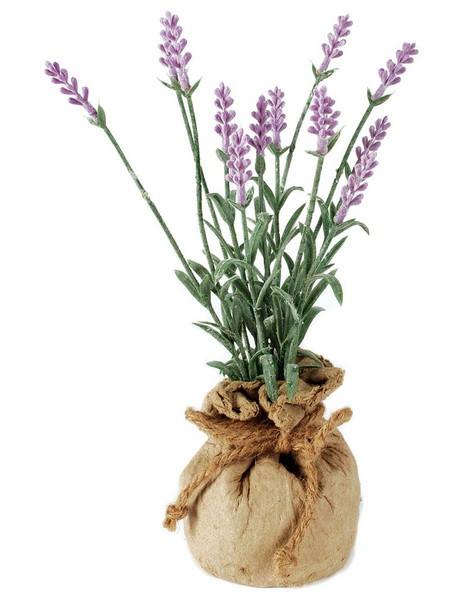 143-70742 Blossom Bucket Lavenders In Paper Pot - Pack of 6