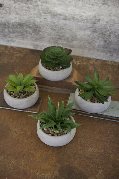 Kalalou Set Of Four Artificial Succulents In Low Round Cement Pots CNL1135