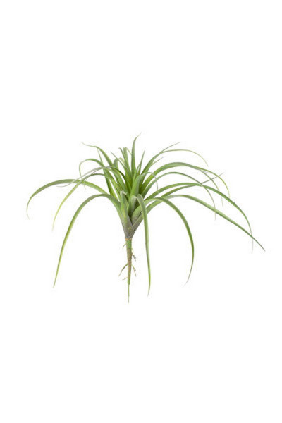 Kalalou 7.25" Single Stem Grass (Pack Of 6) CYF1016