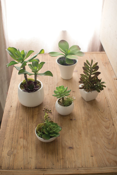 Kalalou Set Of 5 Artificial Succulents W White Ceramic Pots - CYF1051