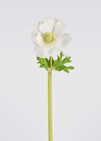 Real Touch Anemone In White - 16" WIN-95276NT-WW By Afloral