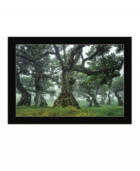 Enchanted Forest I 1 Black Framed Print Wall Art 416189 By Homeroots