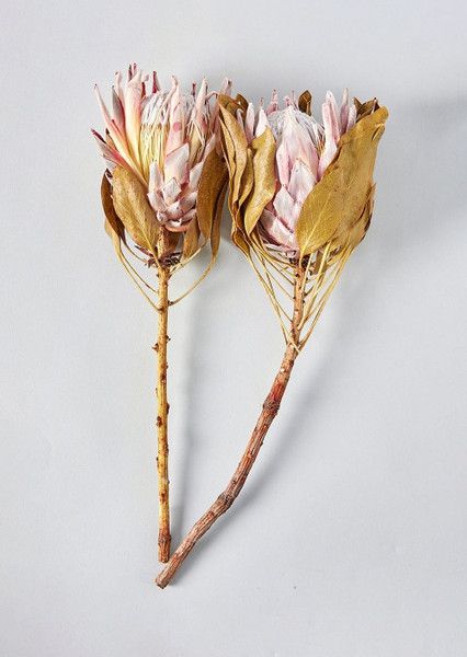 Bundle Of 2 Dried King Protea Flowers - 14-18" VIC-H1KNG405-2 By Afloral