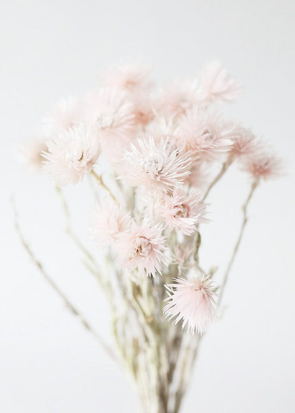 Dried Pink Mini Silver Daisy - 10-15" OCH-32001-140 By Afloral