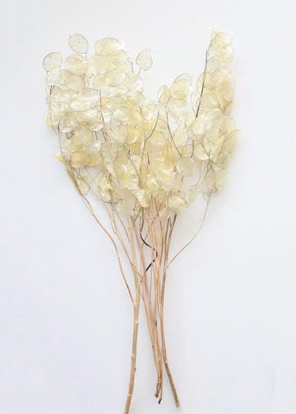 Natural Dried Lunaria Flowers - 24-34" ALI-YDF-LUNARIA By Afloral