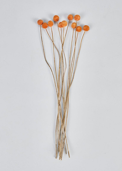 Bundle Of 11 Dried Craspedia Billy Buttons In Orange - 16-20" OCH-40299-9999 By Afloral