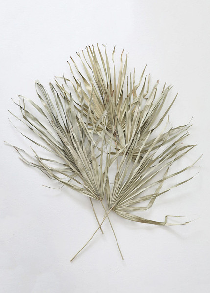 Bundle Of 5 Afloral Dried Skinny Palms - 26-32" ACD-61200.25 By Afloral