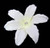 3 Inch Ivory Lily with Rhinestone Hair Flower Clip
