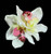 Ivory Cream and Fuchsia Cymbidium Orchid Flower Hair Clip