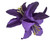Purple Lily Hair Flower Clip