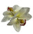 New Tropical Ivory Cymbidium Orchid Hair Flower Clip