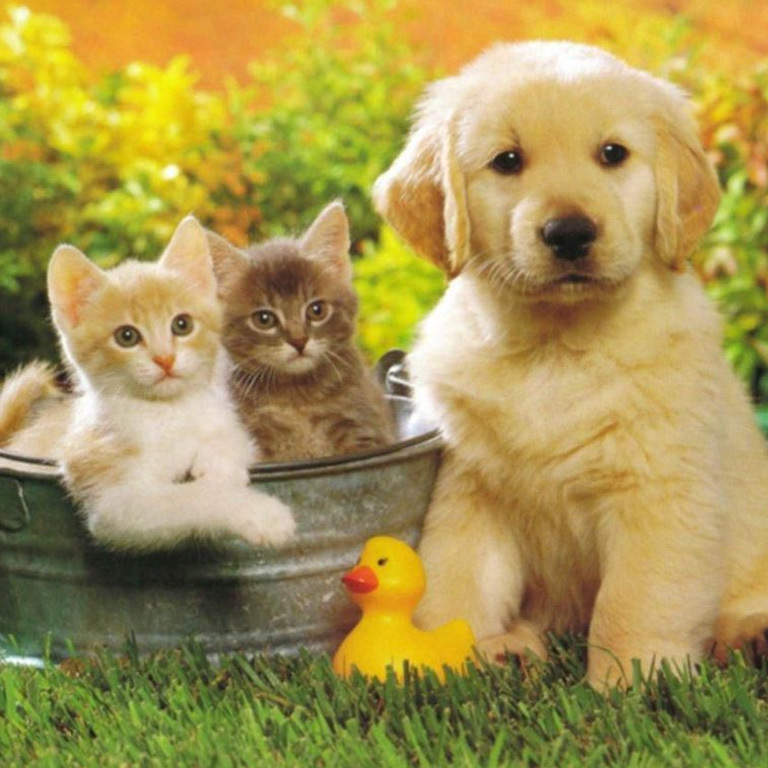 Pets