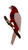 Red Parrot On Branch Large Statement 3D Laser Cut Acrylic Brooch