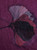 Miss Sparrow Poppy Floral Print Oversized Scarf 180cm x 80cm 3 Colours