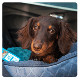 Prepare Your Pet for the Fourth of July