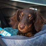 Ways to Prepare Your Pet for the Fourth of July Ways to Prepare Your Pet for the Fourth of July