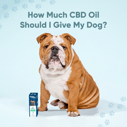How Much CBD Oil Should I Give My Dog?
