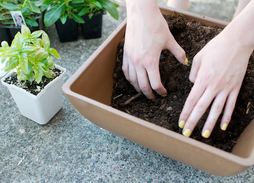Factors to Consider When Choosing Potting Soil for Your Container