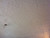 Spanish Silver – Styrofoam Ceiling Tile – Plain White Installed Living and Dining Spanish Silver – Styrofoam Ceiling Tile – Plain White Installed Living and Dining