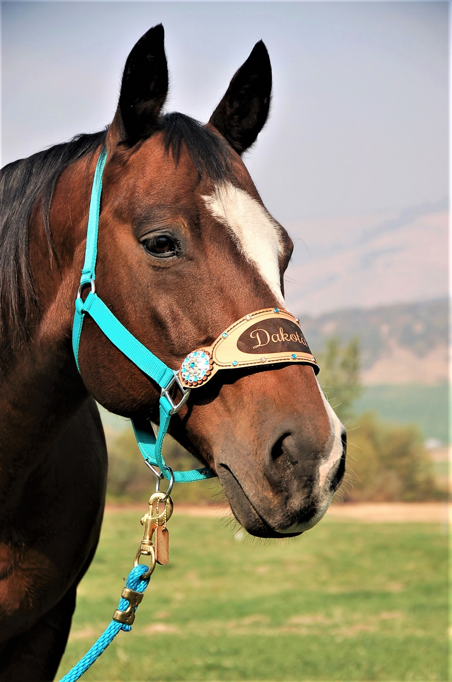 Tailbags – Pretty Polos By Jessie & Lopin' With Grace Tack LLC