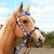 Mega Bling Noseband