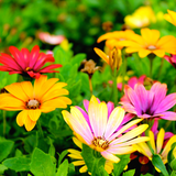 Little-known tips and tricks to make your garden more eco-friendly