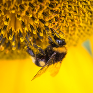 5 Reasons You Need a Bee Garden
