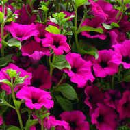 How to control garden pests