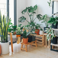 Tips for decorating with plants