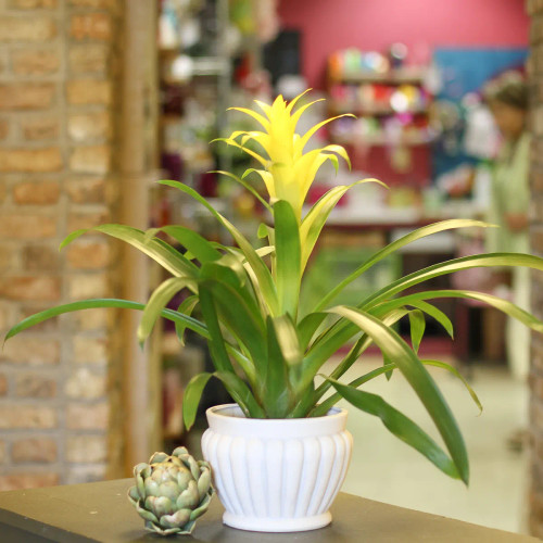 Bromeliad Plant