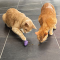 Cat Nibbies Whitefish