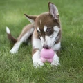 Easy Treat Puppy