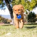Squeezz Ball, Assorted Colors