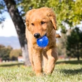 Squeezz Ball, Assorted Colors