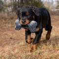 Maxx Bone
