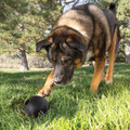 KONG Extreme Ball