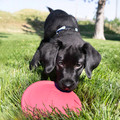 KONG Puppy Flyer, Pink
